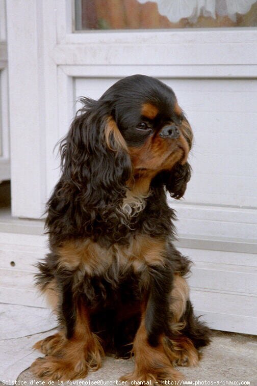 Photo de King charles spaniel