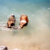 Photo de Chien de berger des shetland