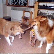 Photo de Chien de berger des shetland