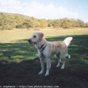 Photo de Golden retriever