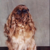 Photo de King charles spaniel