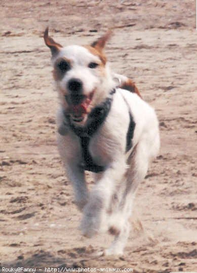 Photo de Jack russell terrier