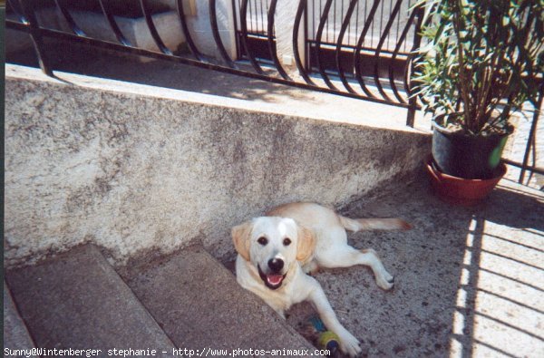 Photo de Golden retriever