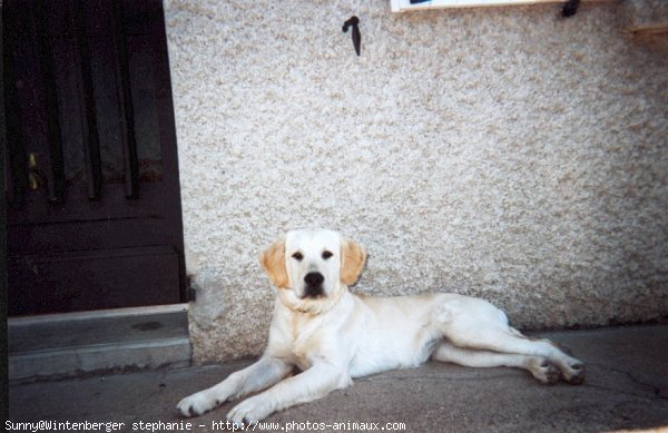 Photo de Golden retriever