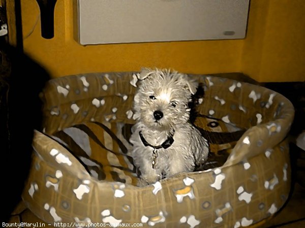 Photo de West highland white terrier