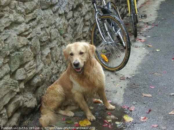 Photo de Golden retriever