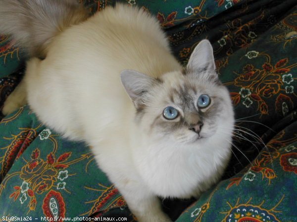 Photo de Sacr de birmanie