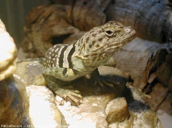 Photo de Lezard