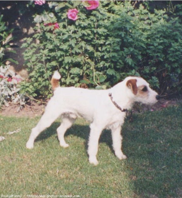 Photo de Jack russell terrier