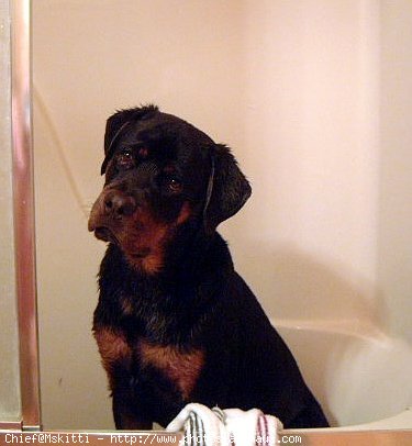 Photo de Rottweiler