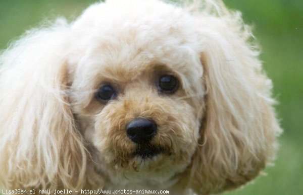 Photo de Caniche moyen