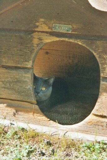 Photo de Chartreux