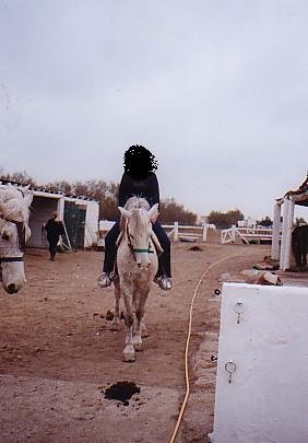 Photo de Camargue