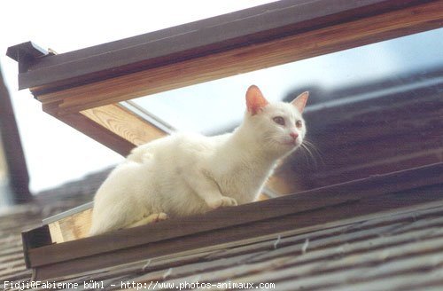 Photo de Chat domestique