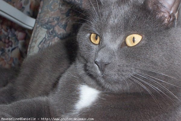 Photo de Chartreux