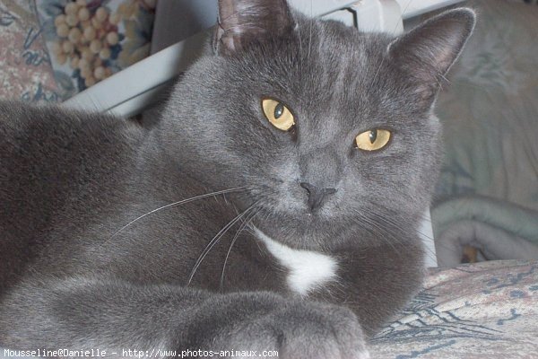 Photo de Chartreux