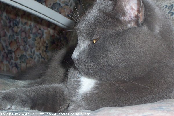 Photo de Chartreux