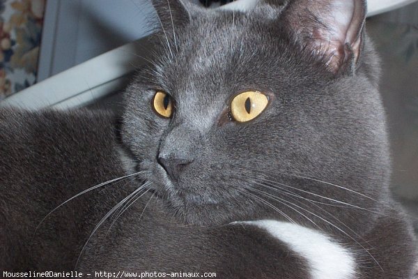 Photo de Chartreux