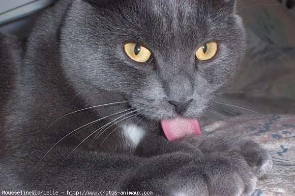 Photo de Chartreux