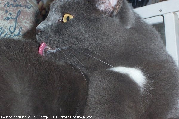 Photo de Chartreux