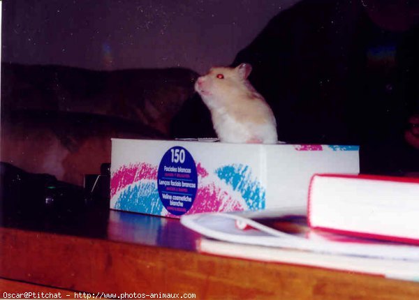 Photo de Hamster