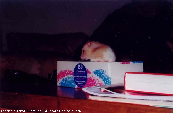 Photo de Hamster