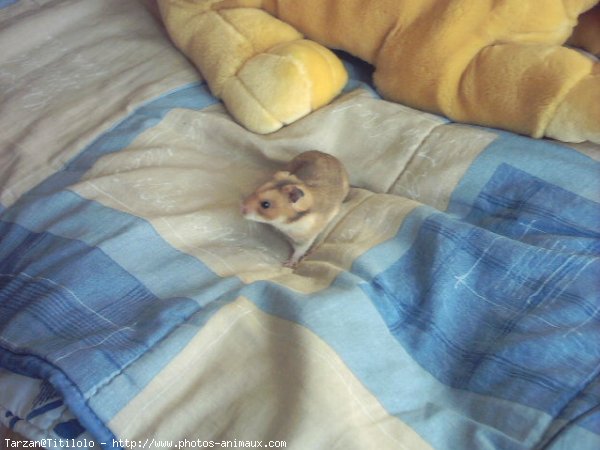 Photo de Hamster