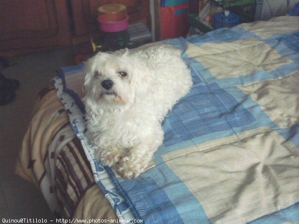 Photo de Bichon maltais