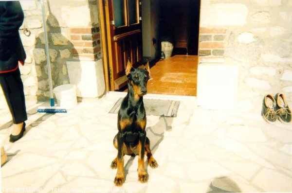 Photo de Dobermann