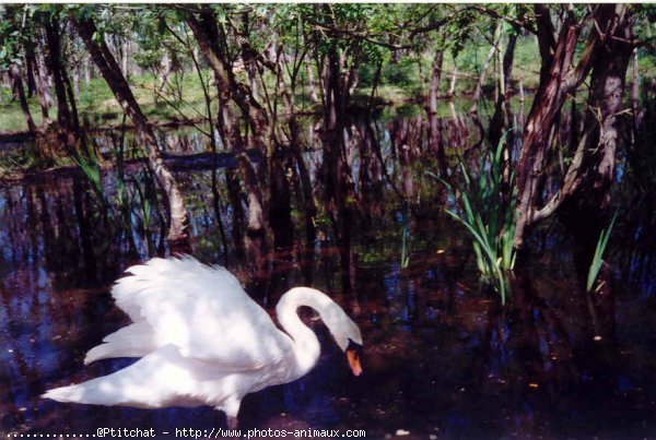 Photo de Cygne