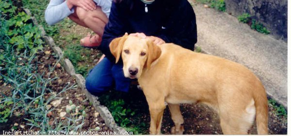 Photo de Labrador retriever