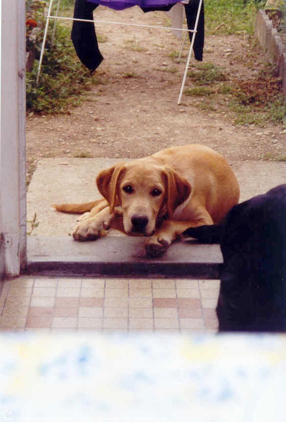 Photo de Labrador retriever