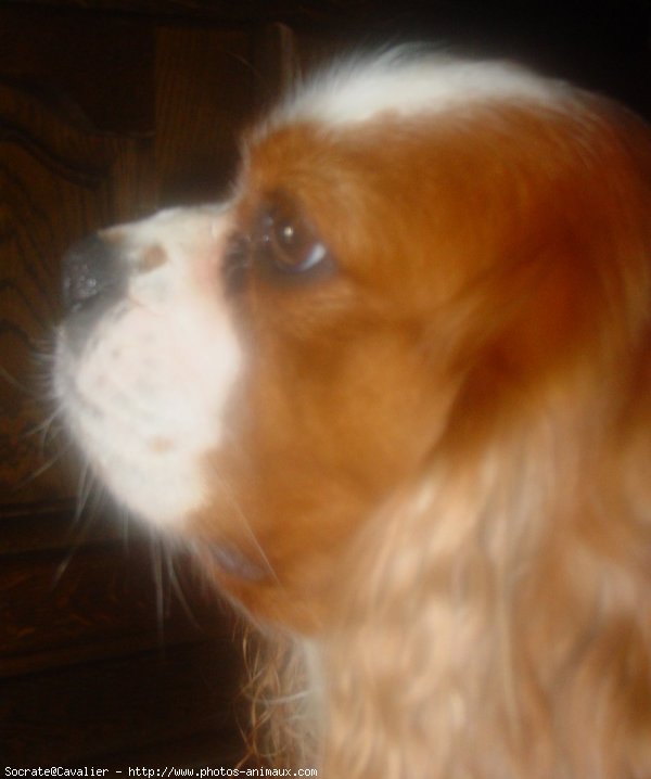 Photo de Cavalier king charles spaniel