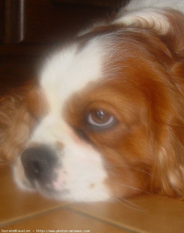 Photo de Cavalier king charles spaniel