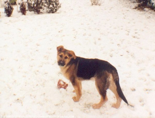 Photo de Berger allemand  poil court