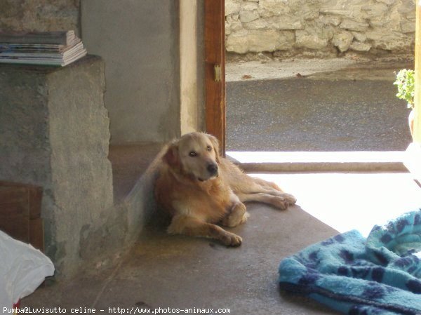 Photo de Golden retriever