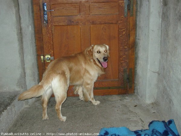 Photo de Golden retriever