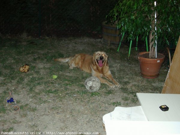 Photo de Golden retriever