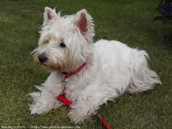 Photo de West highland white terrier