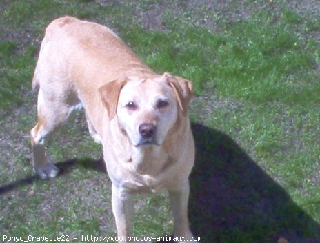 Photo de Labrador retriever