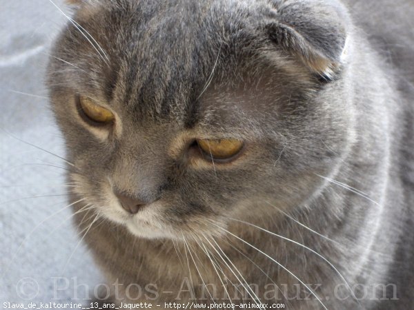 Photo de Scottish fold