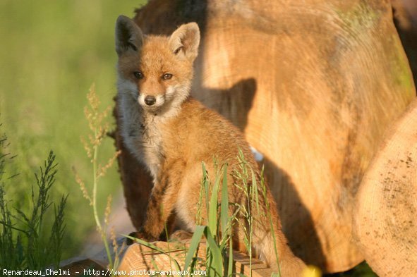 Photo de Renard