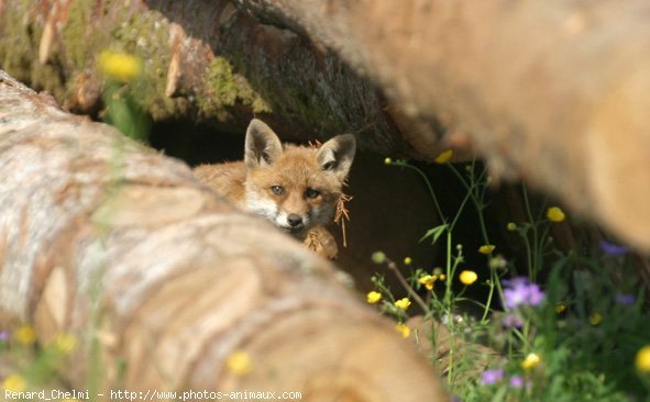 Photo de Renard