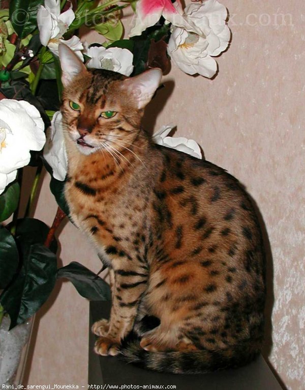 Photo de Bengal