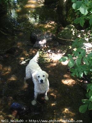 Photo de Golden retriever