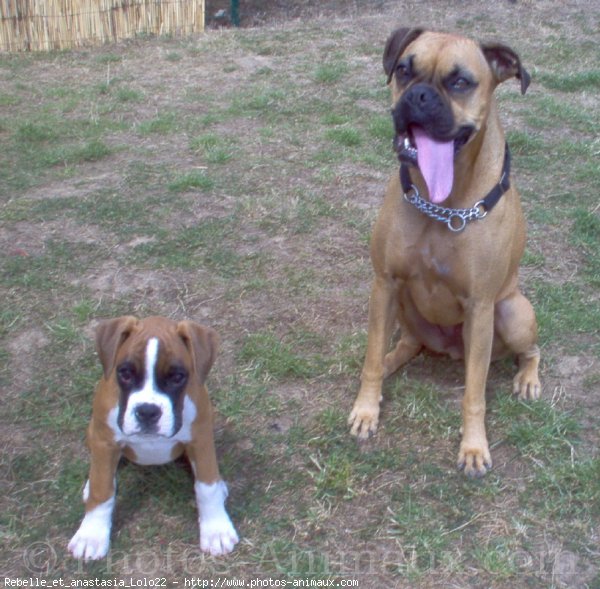 Photo de Boxer