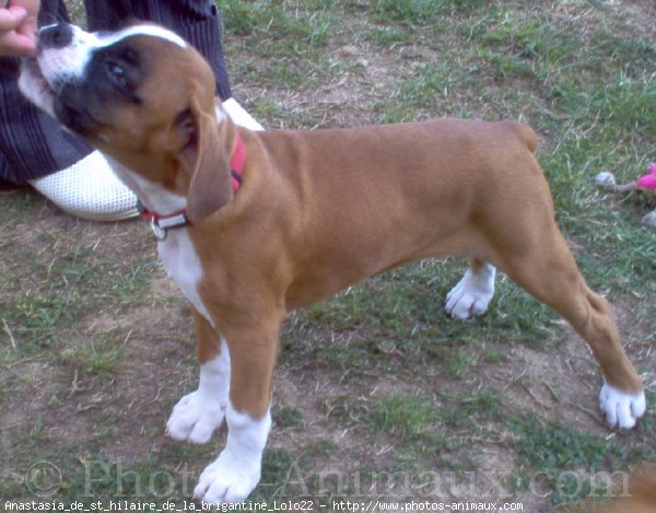 Photo de Boxer