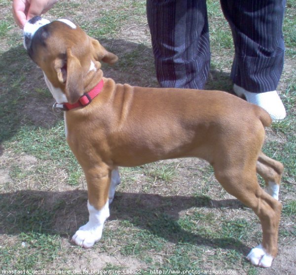 Photo de Boxer