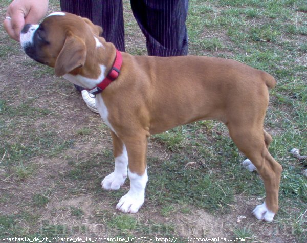 Photo de Boxer