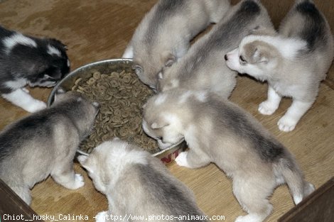 Photo de Husky siberien